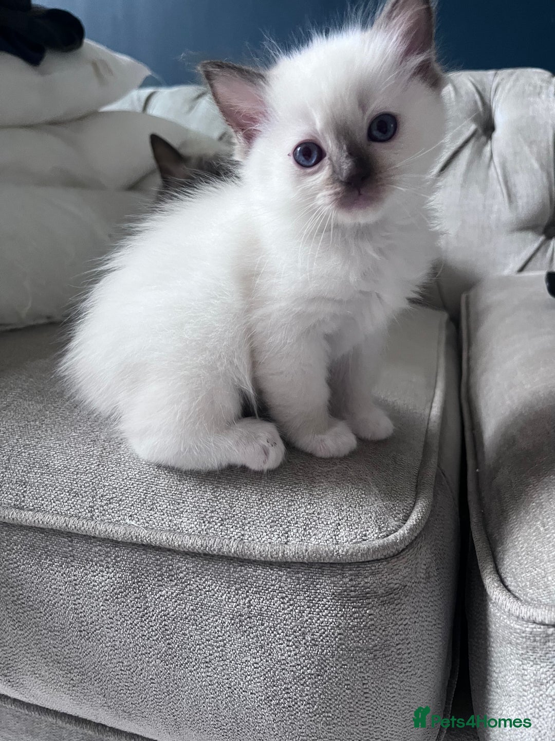 Ragdoll cats for sale: Pure breed ragdolls - Image 2