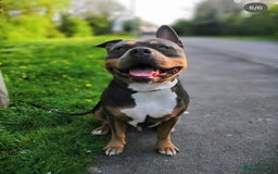 American Bulldog dogs for sale: Gunner  - Image 2