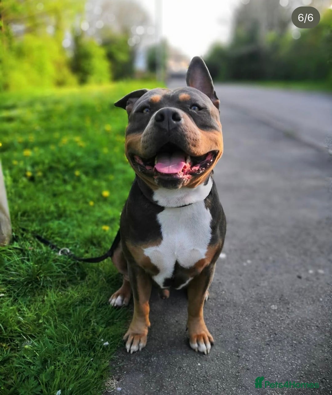 American Bulldog dogs for sale: Gunner  - Image 2