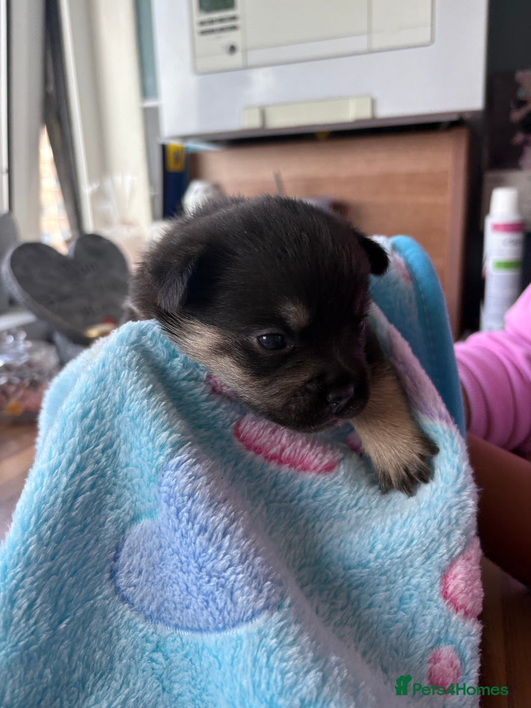 Mixed Breed dogs for sale: FrenchieXPomeranian  - Image 4