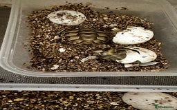 Tortoise reptiles for sale: Baby Spur thigh tortoises  - Image 15