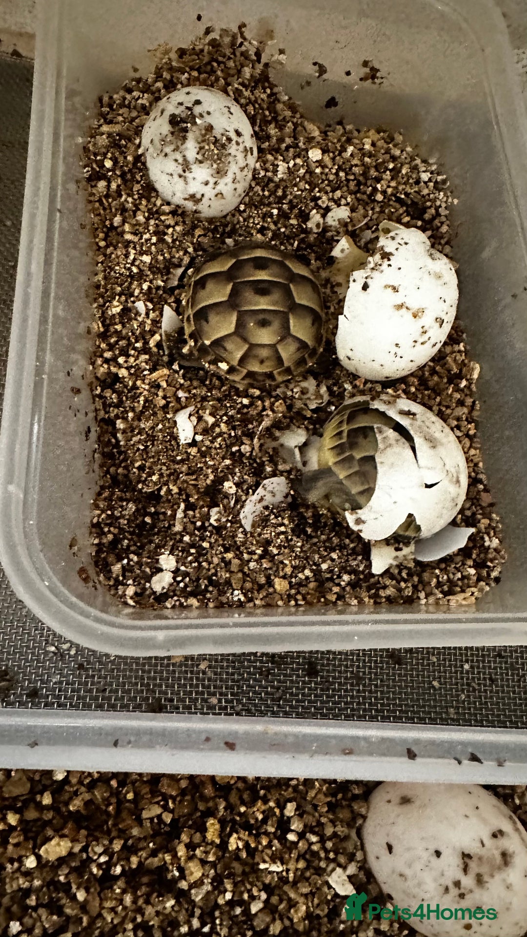 Tortoise reptiles for sale: Baby Spur thigh tortoises  - Image 15