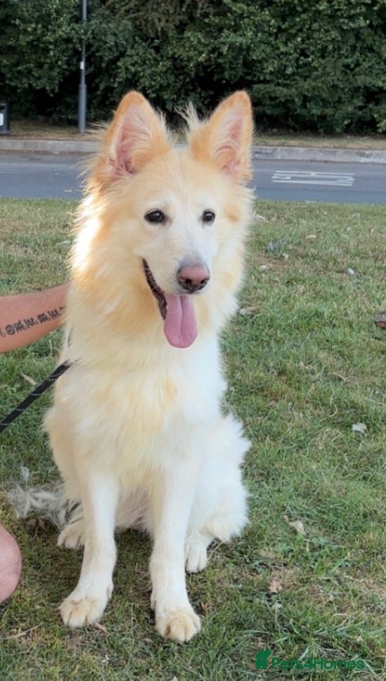 German Shepherd dogs White Apricot/Cream 3yrs old (2023). - Advert 1