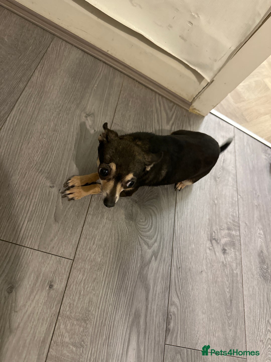 Chihuahua dogs for sale: Musha - Advert 1