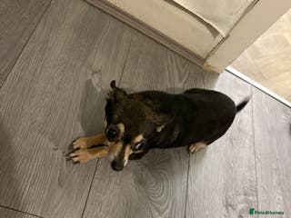 Chihuahua dogs Musha - Advert 9