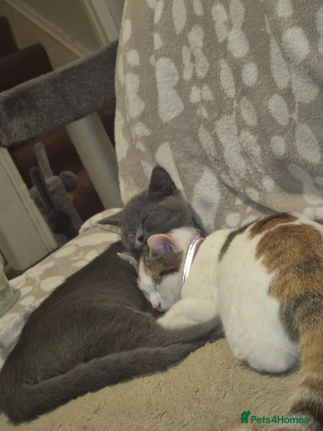 Mixed Breed cats for sale: British short hair mix kittens. - Advert 2