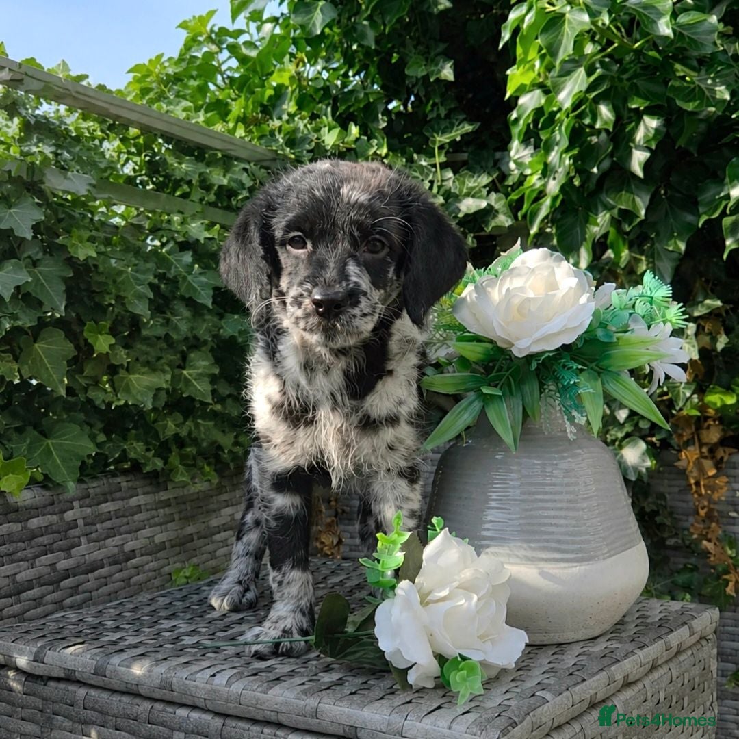 Labradoodle dogs Exceptional F2B Midi Teddybear Labradoodles - Advert 1