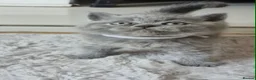 British Shorthair cats for sale: Beautiful British Blue kittens  - Advert 6