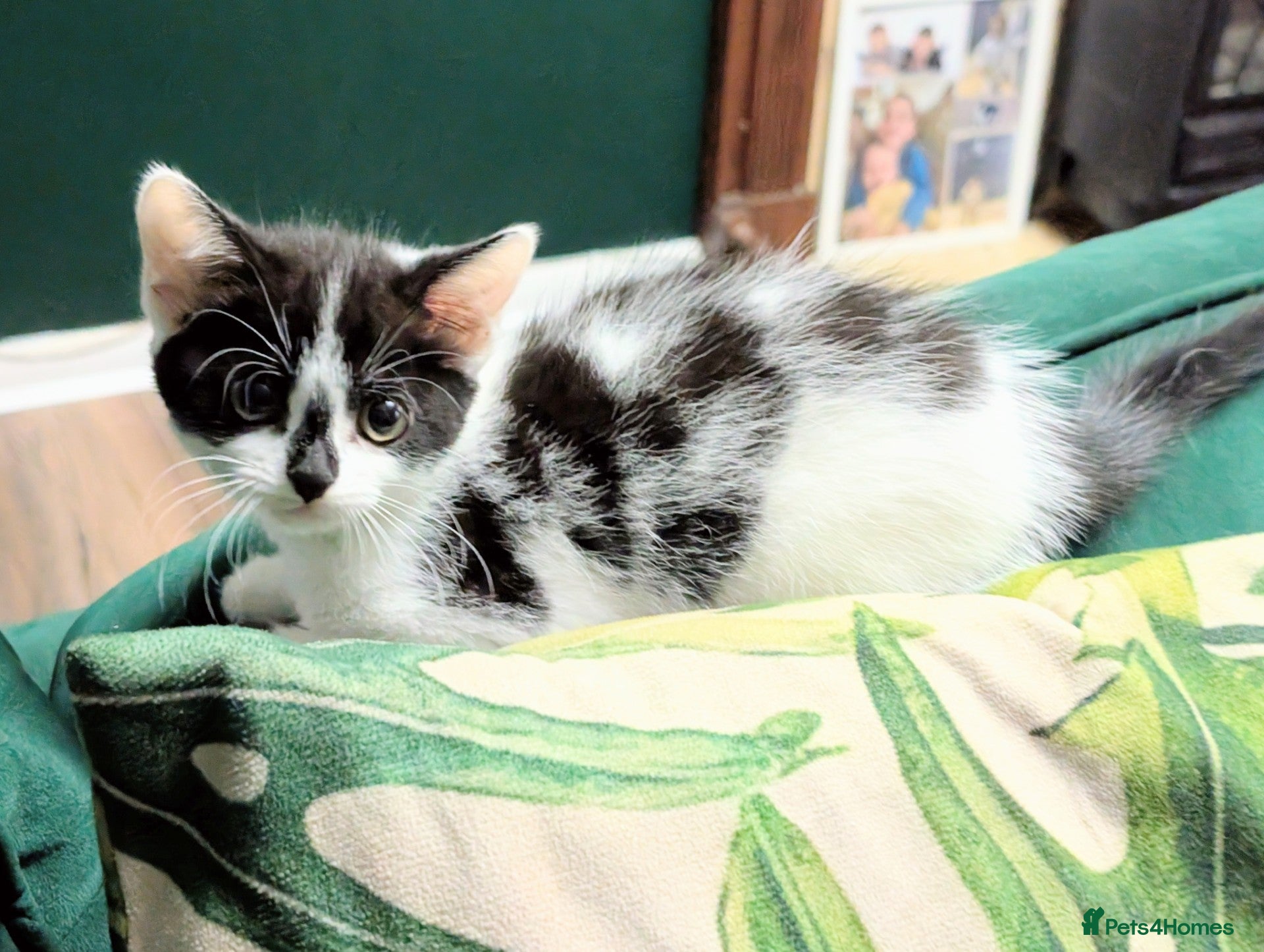 Mixed Breed cats Beautiful kittens ❤️  - Advert 1