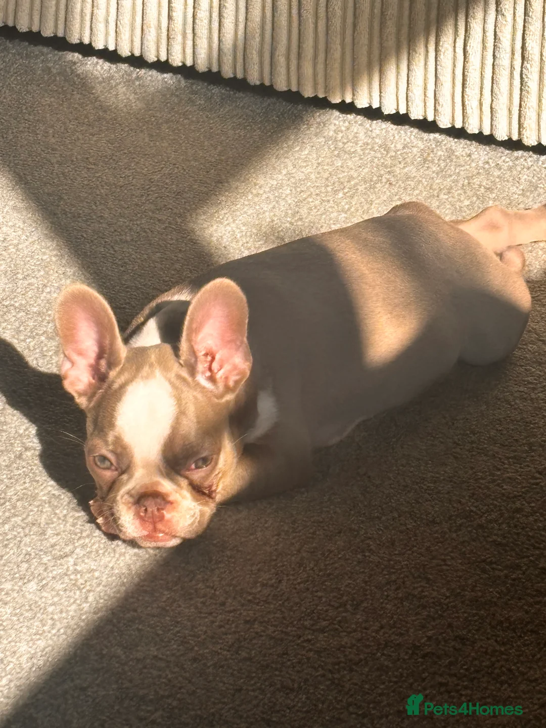 French Bulldog dogs for sale: french bulldog pup - Advert 7
