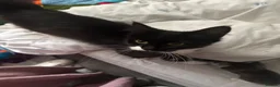 Mixed Breed cats for sale: 1 male 1 female kitten for sale  in Lewes - Advert 7