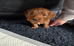 Cockapoo dogs for sale: 1 Beautiful Fox Red Boy Cockapoo Left  - Advert 22