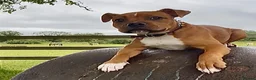 Staffordshire Bull Terrier dogs for sale: Hank. - Advert 10