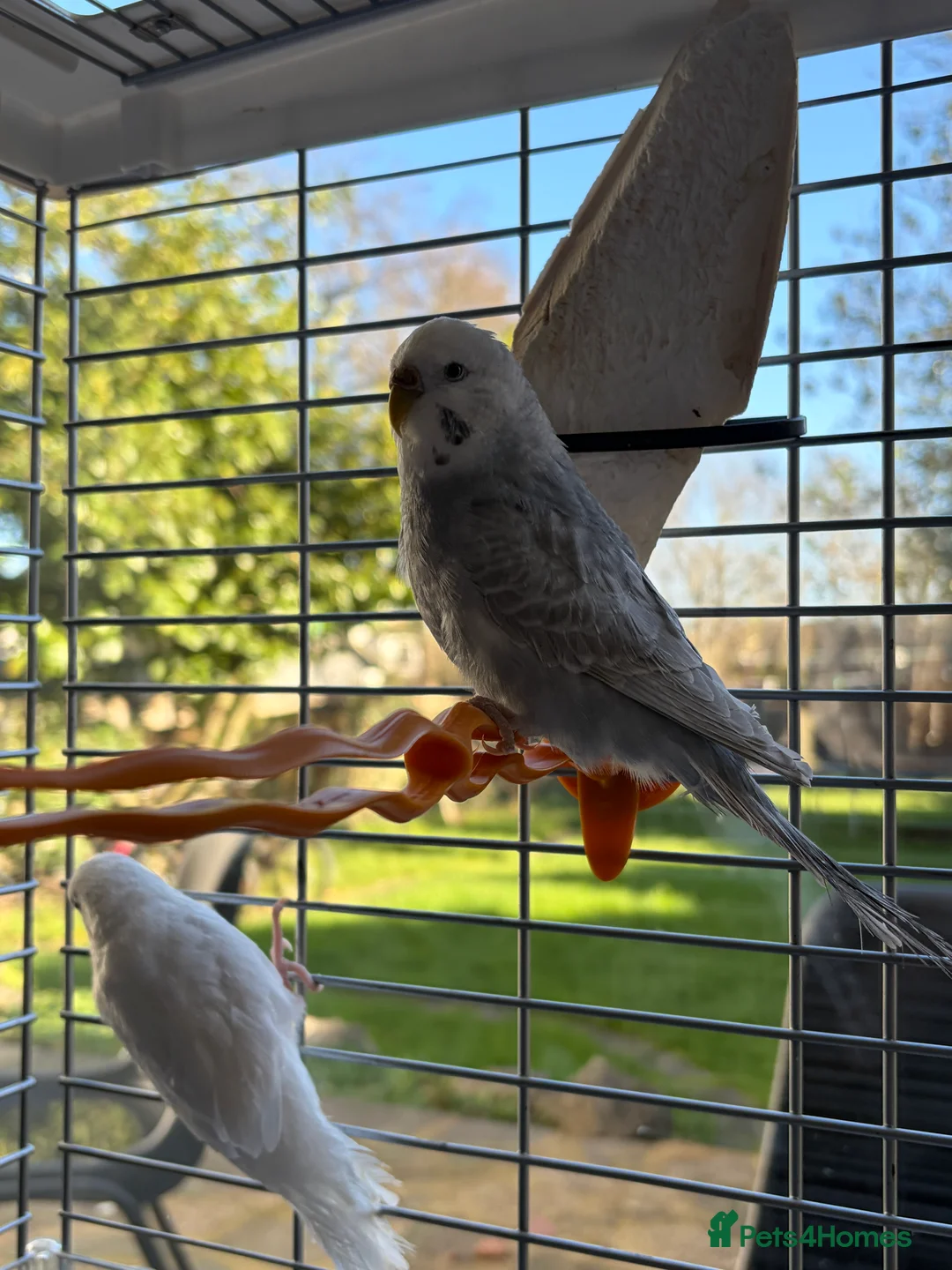 Budgerigars birds for sale: 2 young budgies and their mother for sale - Advert 8