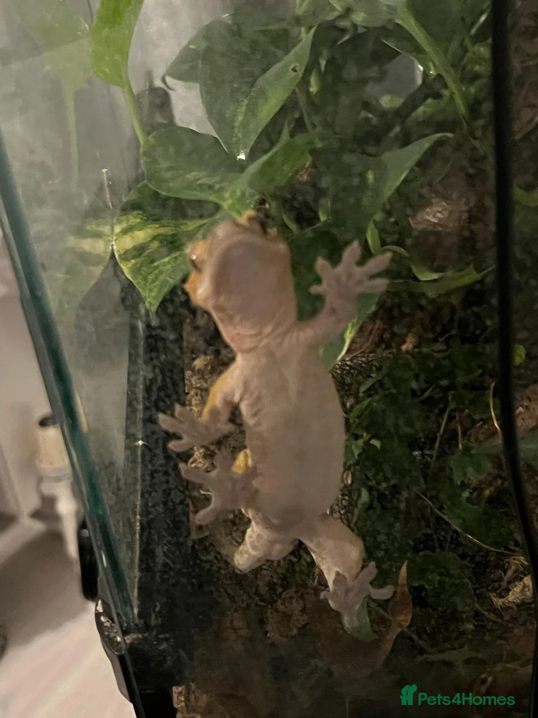 Gecko reptiles for sale: Creasted gecko  in Farnborough - Advert 5
