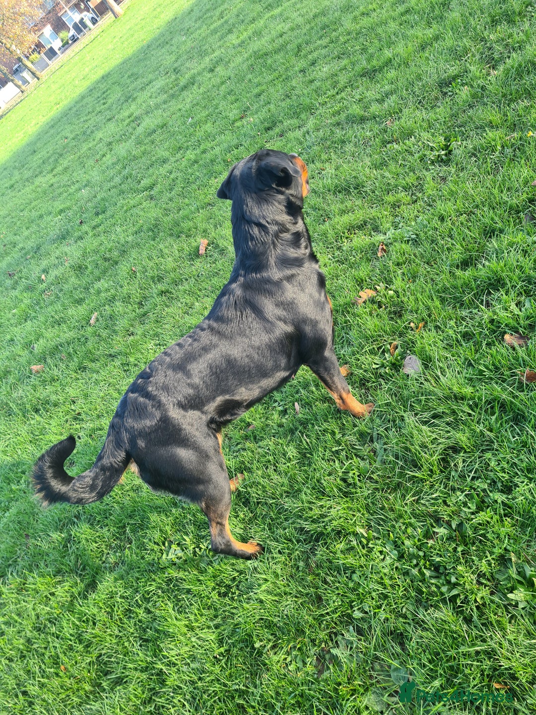 Rottweiler dogs for sale: Exceptional KC Registered Rottweiler - Advert 3