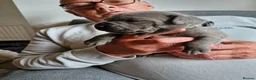 Staffordshire Bull Terrier dogs for sale: Blue Kc staffies for sale  - Advert 7