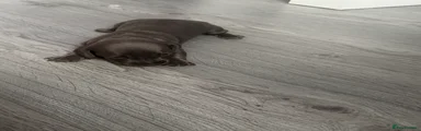 Grey girl 