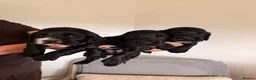Cocker Spaniel dogs for sale: Kennel Club Registered Cocker Spaniel boy puppies. - Advert 8
