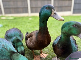 Ducks poultry Cayuga Ducks Male x 4 - Advert 4