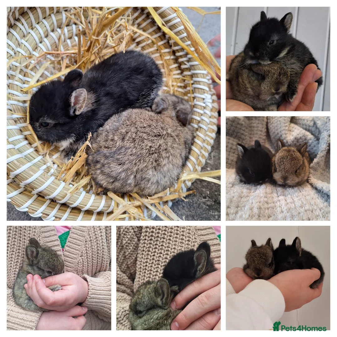 Netherland Dwarf rabbits for sale: Purebred Netherland Dwarf Rabbits in Salisbury - Advert 2