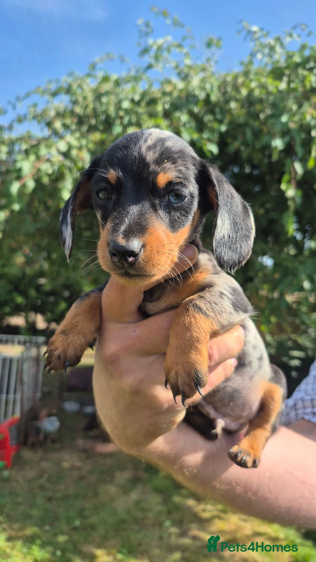 Miniature Dachshund dogs for sale: Miniature Dauchaunds - Advert 14