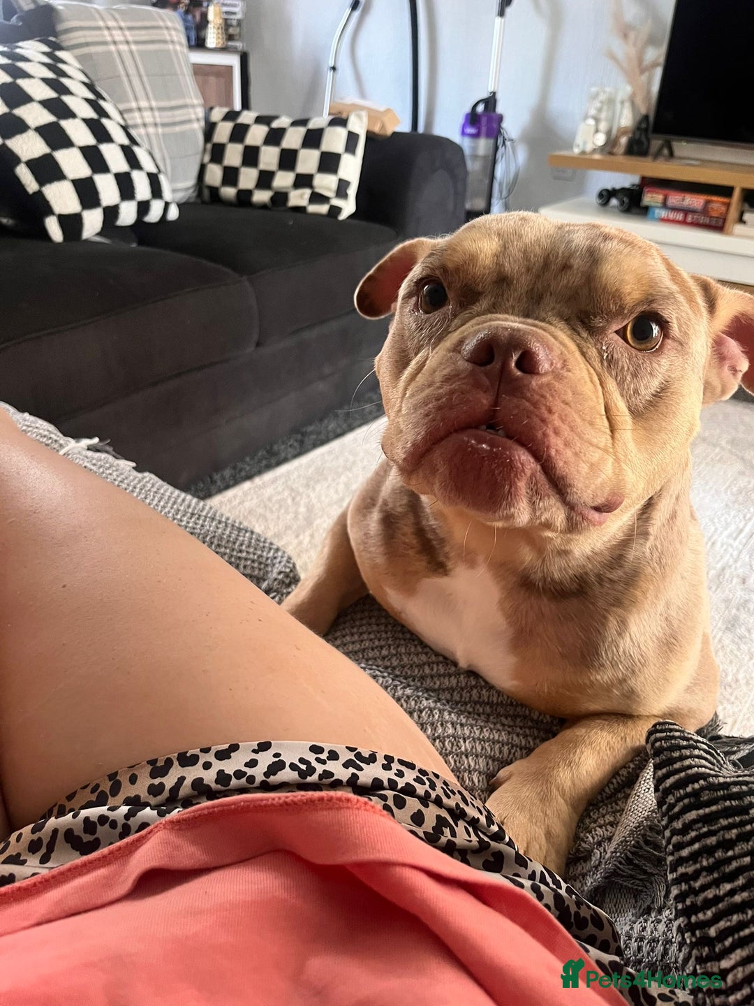 American Bully dogs for sale: Micro bully  - Advert 1