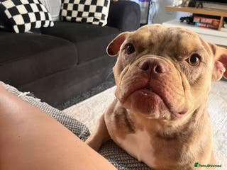 American Bully dogs Micro bully - Advert 7