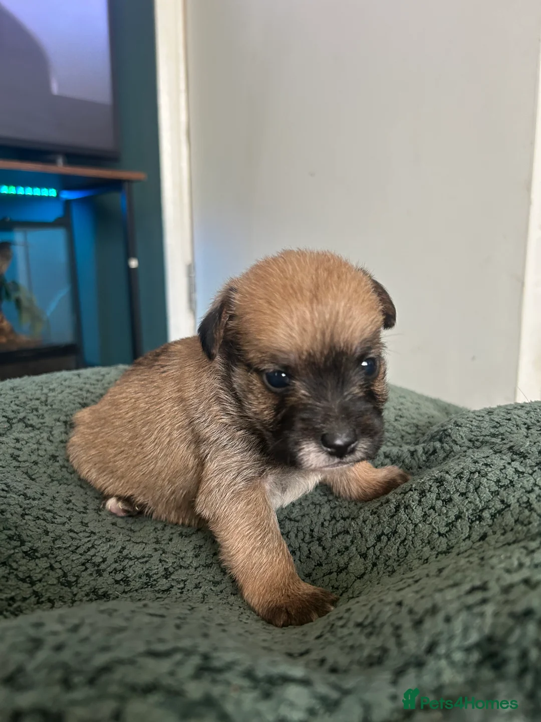 Mixed Breed dogs for sale: 4 Stunning Jackapoos - Advert 16