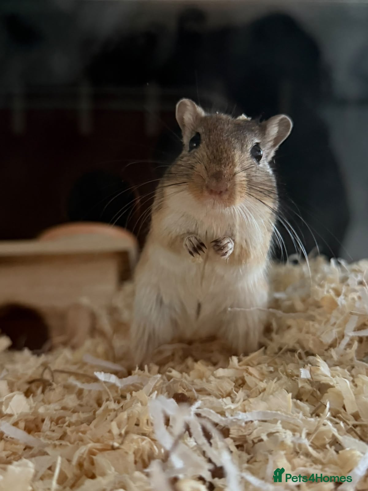 Gerbil rodents Ottis and Teddy - Advert 2