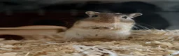 Gerbil rodents for sale: Ottis and Teddy - Advert 1
