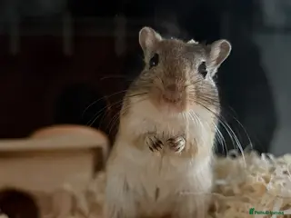 Gerbil rodents Ottis and Teddy - Advert 2