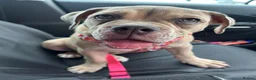 Olde English Bulldogge dogs for sale: Female Lilic olde English bulldog - Advert 1