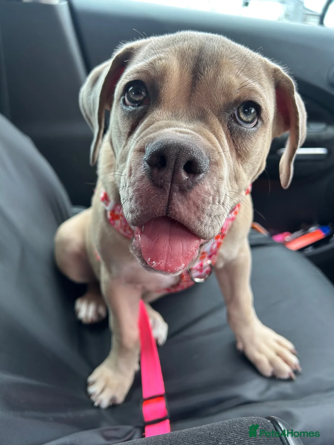 Olde English Bulldogge dogs for sale: Female Lilic olde English bulldog - Advert 1