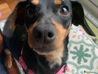 Mixed Breed dogs Darling Dorothy looking for love - Advert 2