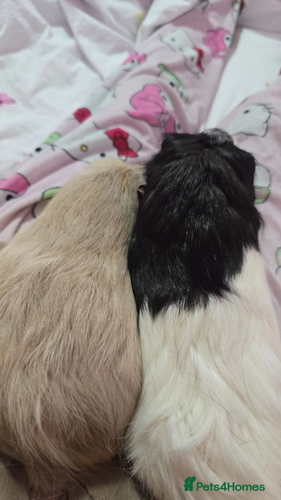 Guinea Pig rodents for sale: 2 male guinea pigs - Advert 2