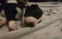 Border Collie dogs for sale: bored collie puppies  - Image 12