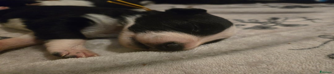 Border Collie Puppy 10