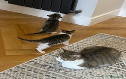 Mixed Breed cats for sale: 2 beautiful male kittens - Image 10