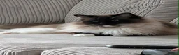 Ragdoll cats for sale: Big Ragdol male  - Advert 2
