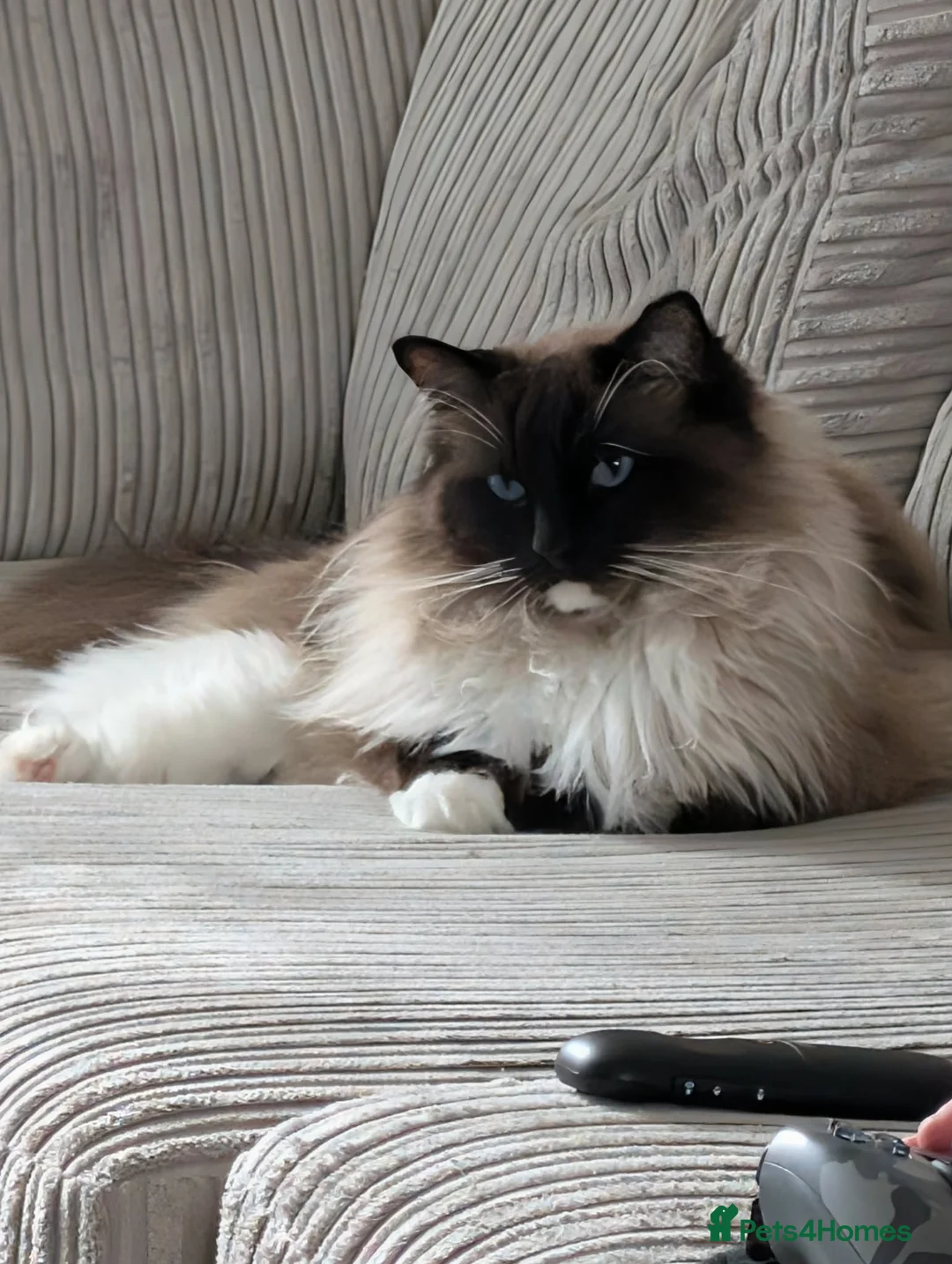 Ragdoll cats for sale: Big Ragdol male  - Advert 2