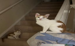 Mixed Breed cats for sale: 2 ginger and white sister cats (going together) - Image 3
