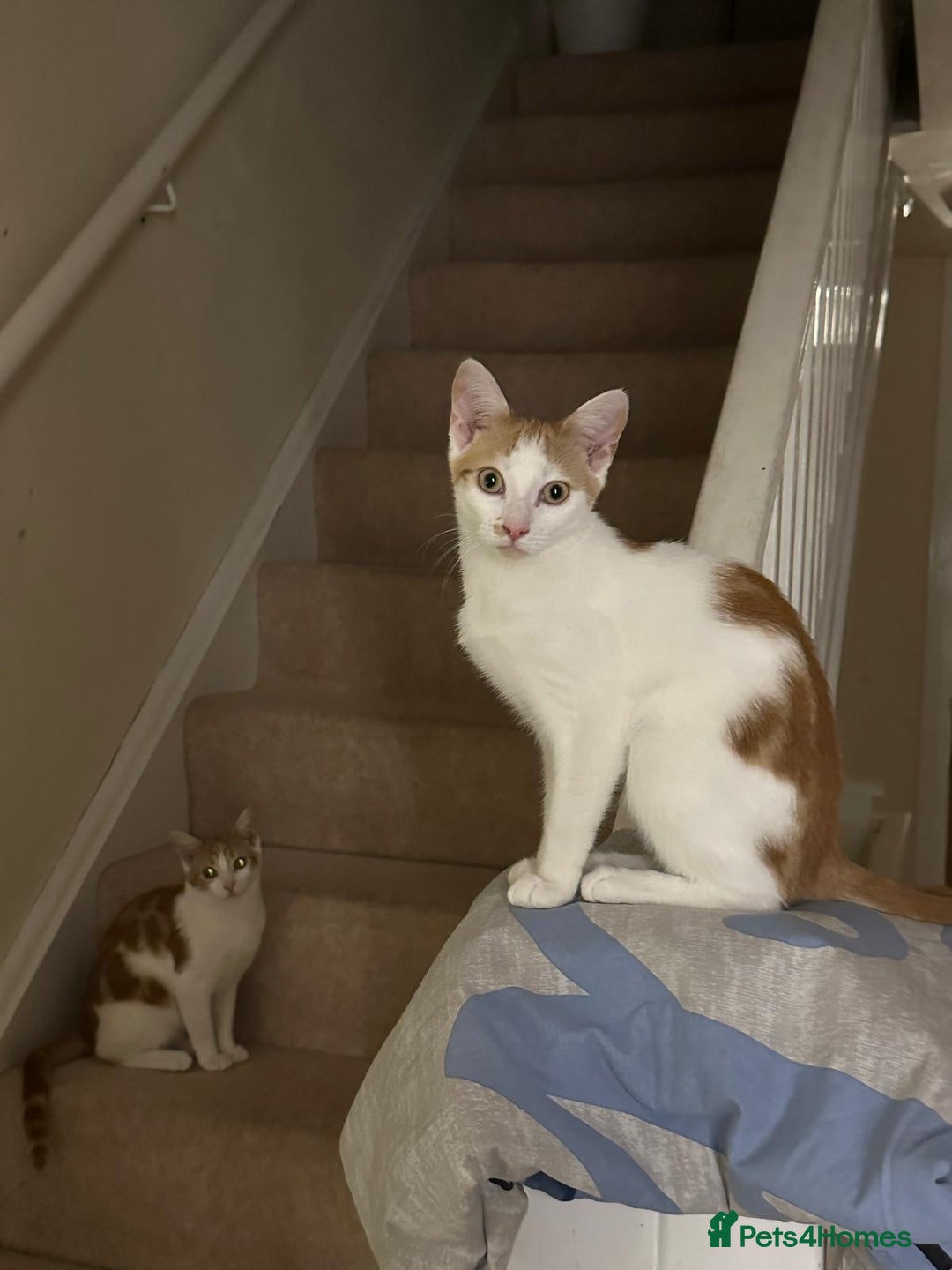 Mixed Breed cats for sale: 2 ginger and white sister cats (going together) - Image 3
