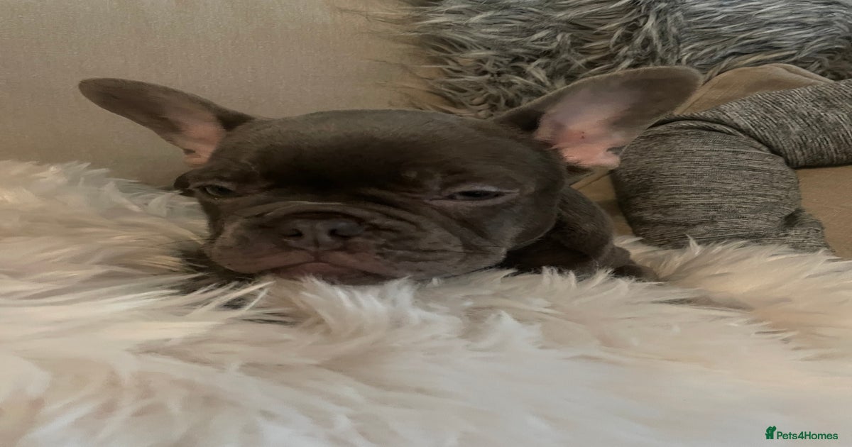 Stunning French bulldogs for sale in Huddersfield Pets4Homes