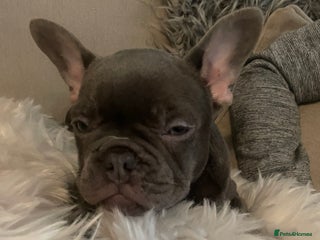 French Bulldog dogs - Advert 20