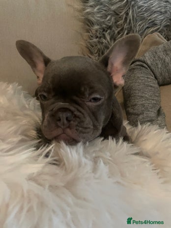 French Bulldog dogs - Advert 11