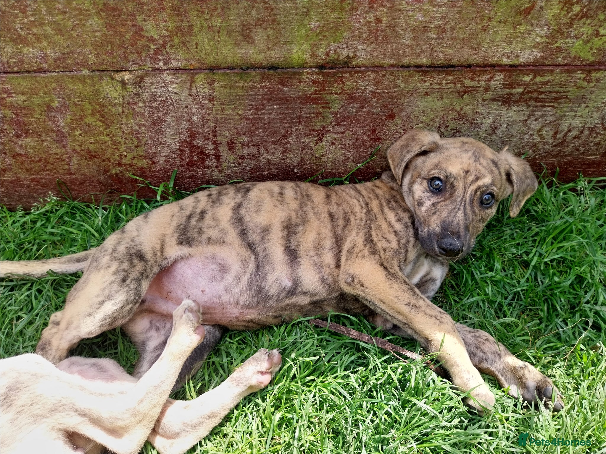 Lurcher dogs Mr Lewis Tidd - Advert 13