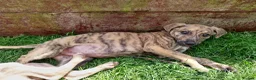 Lurcher dogs for sale: Mr Lewis Tidd - Advert 1