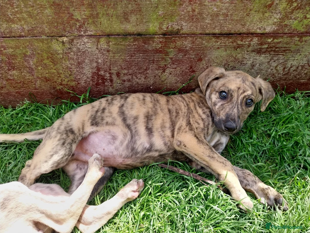 Lurcher dogs for sale: Mr Lewis Tidd - Advert 1