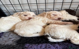 Lagotto Romagnolo dogs for sale: Beautiful KC Lagotto Romagnolo  Puppies available  - Image 6